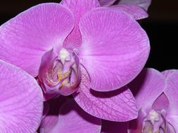 moth Orchid, purple Flowers close up