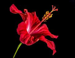 perfect red Hibiscus