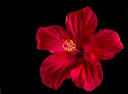 red fresh Hibiscus Blossom on black