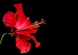 perfect Hibiscus Blossom