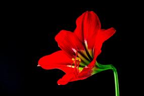 perfect red green Flower