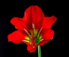 red Flower black background