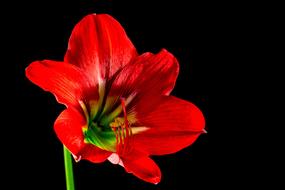 perfect red Flower