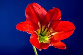 closeup photo of wonderful red and green Blossom