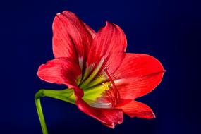 red lily Blossom at deep blue background