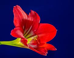 absolutely beautiful red Blossom