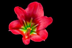 red Blossom black background