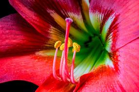perfect Pistil Pollen