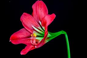 green pink Bloom black background