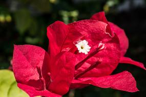 unusually beautiful chic Flower