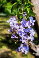 violet flowers close-up on blurred background