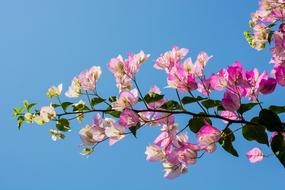 Beautiful pink, white and yellow flowers on the branches at blue sky background