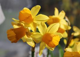 extraordinarily beautiful Narcissus Daffodils