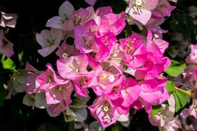 perfect pink white flowers