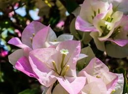 fabulous Shrub Bloom