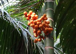 Arecanut Betelnut Nut Palm