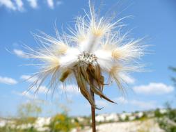 incredibly beautiful Flower Hairy