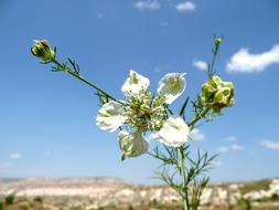 Flower white and blue Sky