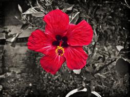 burgundy hibiscus on a black white background