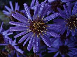 Flower Purple with water drops
