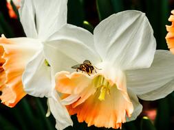 white Daffodils and Bee