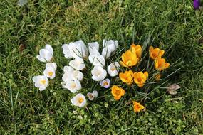 Crocus Flowers Spring