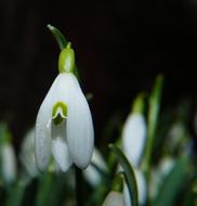 half open white Snowdrop, Spring Flower