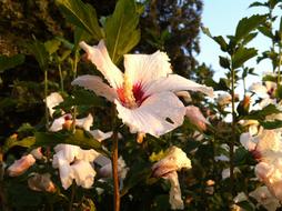 perfect Hibiscus Mallow Blossom
