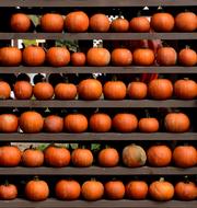 Pumpkin Fall Harvest