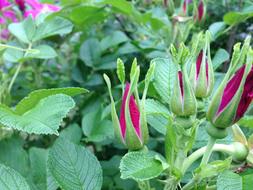 perfect Wild Roses