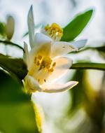 stunningly beautiful Orange Blossom