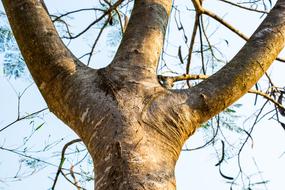 Log Tree Bark