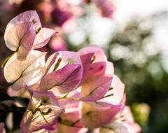 Flowers Shrub