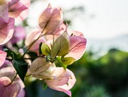 impressively beautiful Shrub Bloom