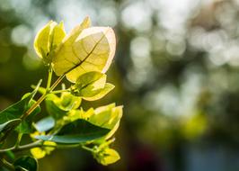 Shrub Flowers Bloom Blossom