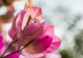 absolutely beautiful pink sun Flower