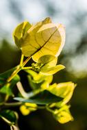 branch with yellow flowers on a blurred background