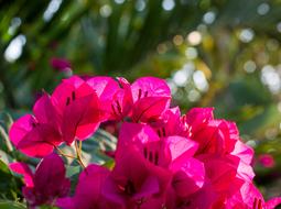 absolutely beautiful sunFlower