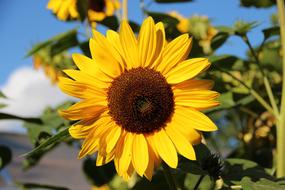 perfect big Sunflower Blossom