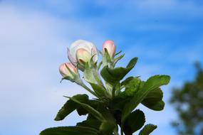 perfect Spring Bloom
