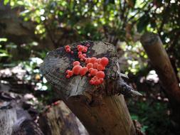 Fungus Wood Garden