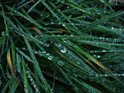 Dew Grass Green