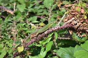 Green Lizard Lacerta Bilineata And