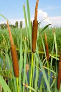 Broadleaf Cattail Typha Latifolia