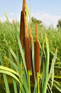 Broadleaf Cattail Typha Latifolia