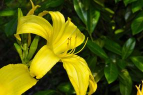 yellow Lily Blossom