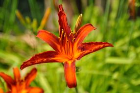 orange Lily Blossom green background