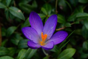 perfect Crocus Blossom