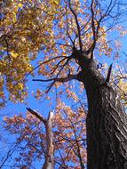 Fall Terrebonne QuÃ©bec