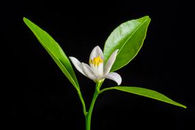 White and Orange Blossom Flower